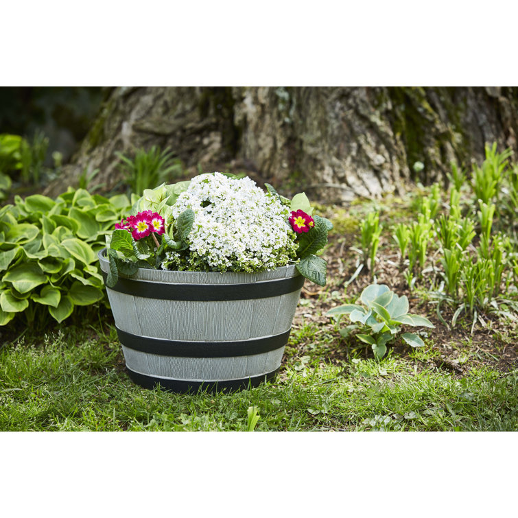 Gracie Oaks Resin Barrel Planter & Reviews Wayfair